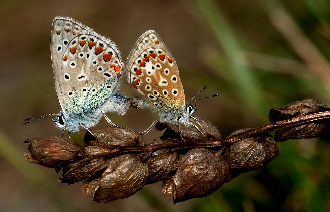 Read more about the article Marketingfachmann Rainer Prüm gewann Umwelt- und Naturschutzpreis.